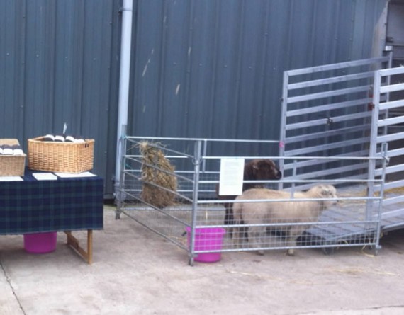 Winter and Teddy at Angus Farmers' Market