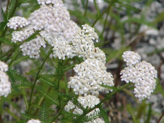 Yarrow