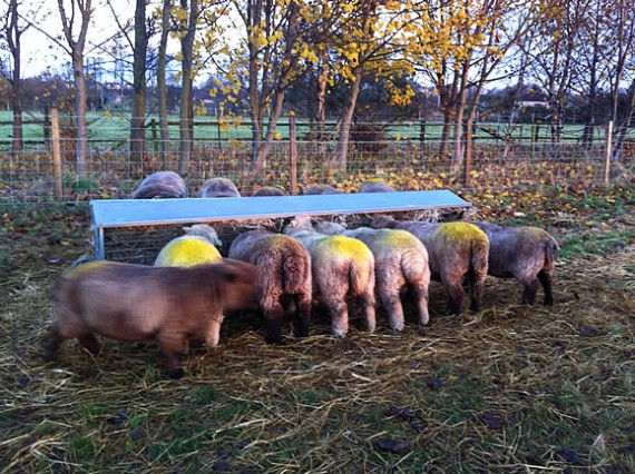 Tupped Ryeland ewes